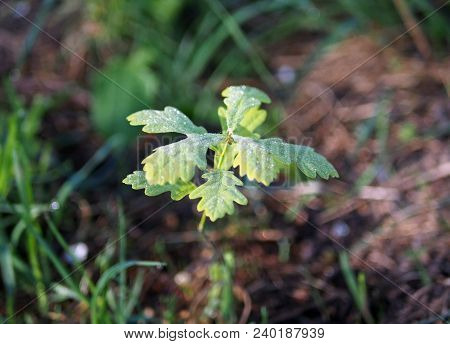 The Tiny Oaklet Age Is Less Than 1 Year In Morning Light