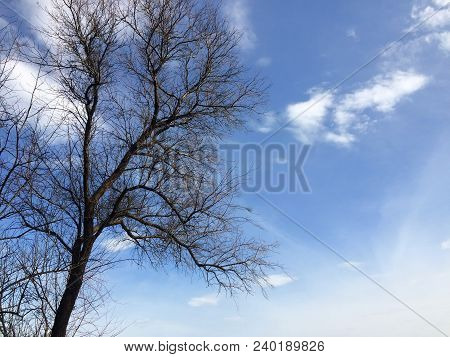 A Dried Tree Against A Blue Sky On A Summer Day.