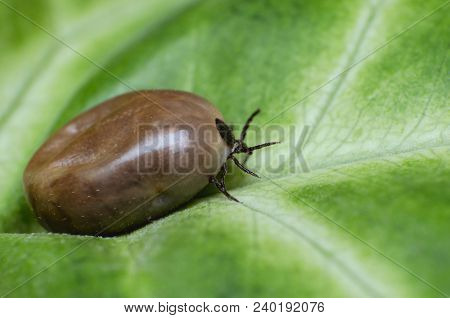 Filled With Blood The Tick Sits On A Green Leaf.