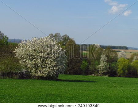 Spring Beautiful Countrysice Landscape With Flowering Cherry Tree On The Edge Of A Green Meadow, Apr