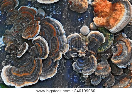 Multicolored Wood Mushrooms On Old Stump Close-up