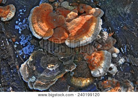 Multicolored Wood Mushrooms On Old Stump Close-up