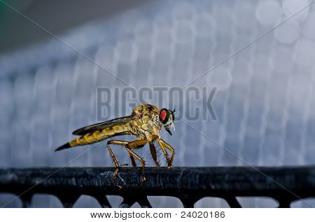 Robberfly na natureza verde