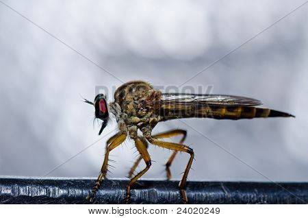 Robberfly na natureza verde