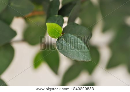 Creeping Fig Or Climbing Fig Or Creeping Rubber Fig