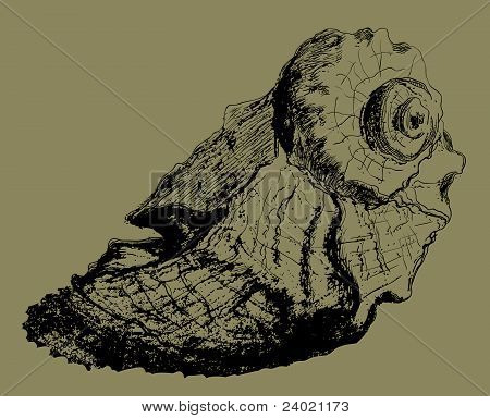 Cockleshell Grunge.