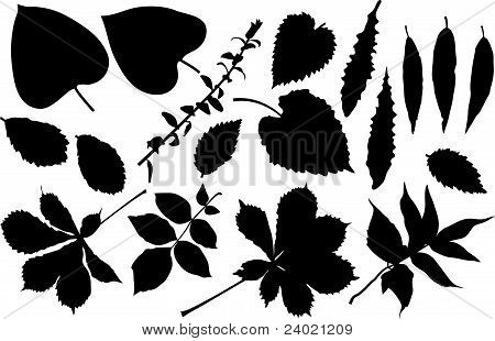 Leaves.EPS