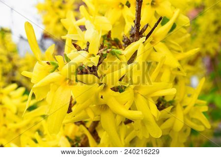 Yellow Blossoms Of Forsythia Bush In Close Up View At Springtime