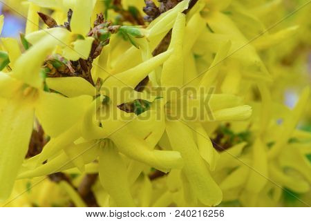 Yellow Blossoms Of Forsythia Bush In Close Up View At Springtime