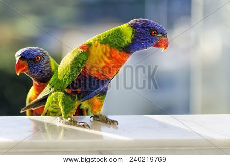 Two Rainbow Lorikeets (trichoglossus Moluccanus)  Sitting In A Window
