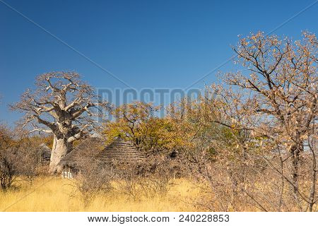 Baobab Plant And Moon In The African Savannah With Clear Blue Sky. Botswana, One Of The Most Attract