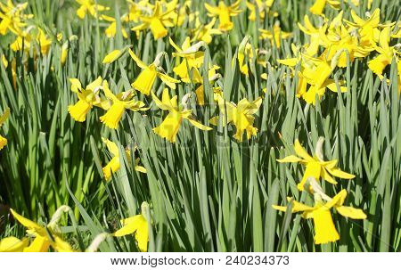 A Host Of Golden Daffodils - Yellow Daffodil (narcissus) Aka Daffadowndilly Or Jonquil Flower Bloom