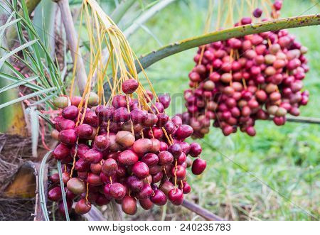 Dates On A Palm Tree.