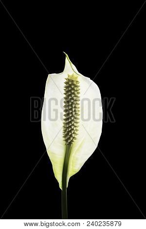 Spathiphyllum Flower Isolated On Black With Clipping Path