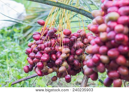 Dates On A Palm Tree.