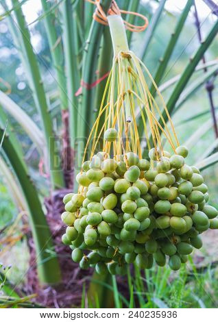 Dates On A Palm Tree.