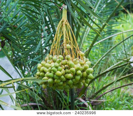 Dates On A Palm Tree.