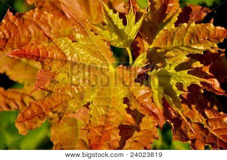 Autunno maple leafs