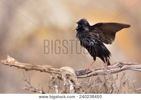 Spotless Starling Perched On A Branch With Brown Background.