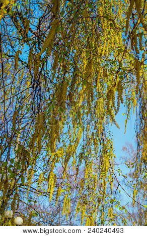 Blossoming Earrings Birches, Against The Blue Sky.
