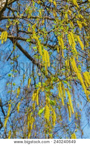 Blossoming Earrings Birches, Against The Blue Sky.