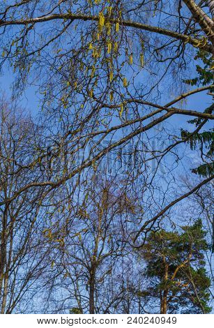 Blossoming Earrings Birches, Against The Blue Sky.