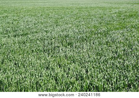 Young Wheat Green On The Field, Background Texture Of Grass