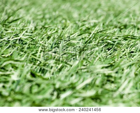 Young Wheat Green On The Field, Background Texture Of Grass