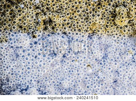 Bubbles Of Air In Mud And Silt Under Water. Background Of Bubbles, Surface Texture