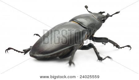 女性 Lucanus 鹿，鹿角甲虫，在白色背景前的著名品种