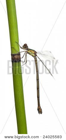 Willow Binsenjungfer oder der westlichen Weide Spreadwing, Weidenjungfer auf Plant Stem vor