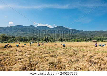 Farmers Harvest Rice.