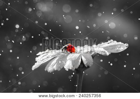 Ladybug On Daisy Flower And Water Drops, Abstract Background.