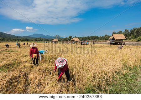 Farmers Harvest Rice.