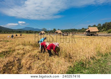 Farmers Harvest Rice.