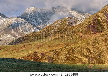 Slopes Of Mountains With Trees And Bright Purple Flowers Of Ledum And With Snow On Tops In The Early