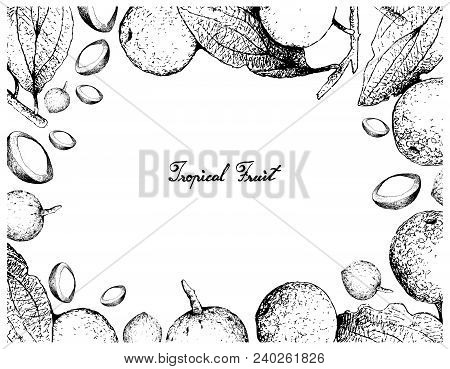 Tropical Fruit, Illustration Of Hand Drawn Sketch Buffalo Thorn Or Ziziphus Mucronata Fruits Isolate
