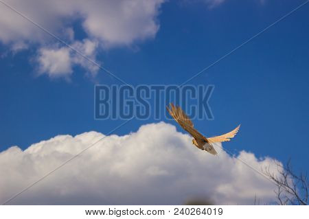 Decorative Pigeons Hover In The Sky Under The Sun.
Long Time Ago, Various Breeds Of Pigeons Surprise