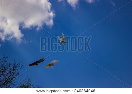 Numerous Breeds Of Pigeons Astonished With Their Devotion. These Miniature And Graceful Birds Were C