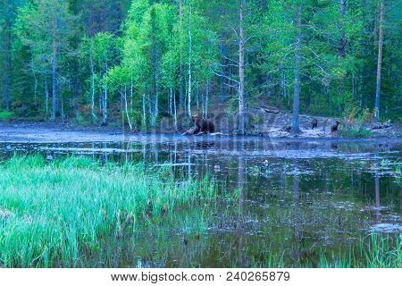 Pond With A Mother And 3 Cubs Brown Bears, In Kuusamo Region, Finland