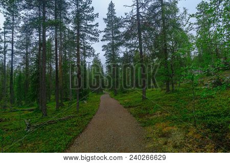 Footpath And Forest Along The Rykimakero Trail, In Pyha-luosto National Park, Lapland, Finland