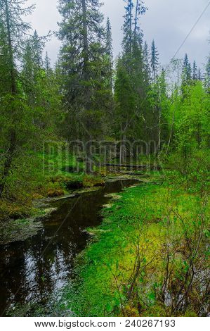 Stream And Forest Along The Tunturiaapa Trail, In Pyha-luosto National Park, Lapland, Finland
