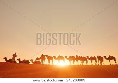 Camel Caravan Going Through The Sand Dunes In The Sahara Desert. Morocco, Africa