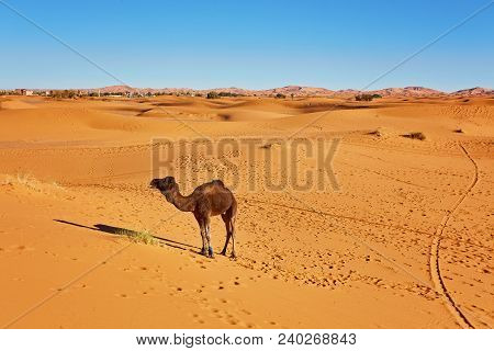 Camel Caravan Going Through The Sand Dunes In The Sahara Desert. Morocco, Africa