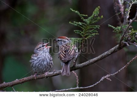 Mladí Chipping Sparrow