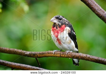 Rose – Breasted Grosbeak