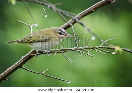 Zarudlé oči Vireo