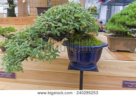 Bonsai -  Osteomeles Subrotunda. Age - About 50 Years. Exhibition Of Bonsai In Aptekarsky Ogorod (a 