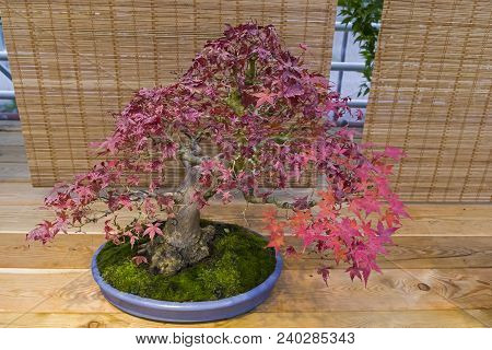 Bonsai - Japanese Maple (acer Palmatum). Age - About 50 Years. Exhibition Of Bonsai In Aptekarsky Og