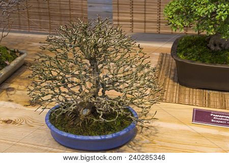 Bonsai - Trident Maple (acer Buergerianum). Age - About 30 Years. Exhibition Of Bonsai In Aptekarsky